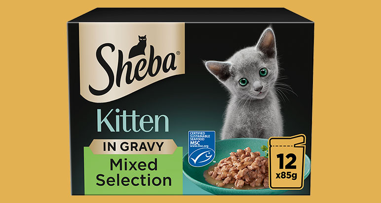 Sheba Kitten