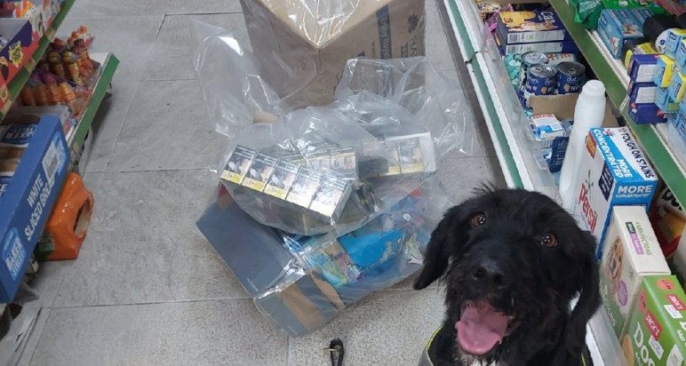 An image of detector dog Boo with some illegal tobacco and vapes